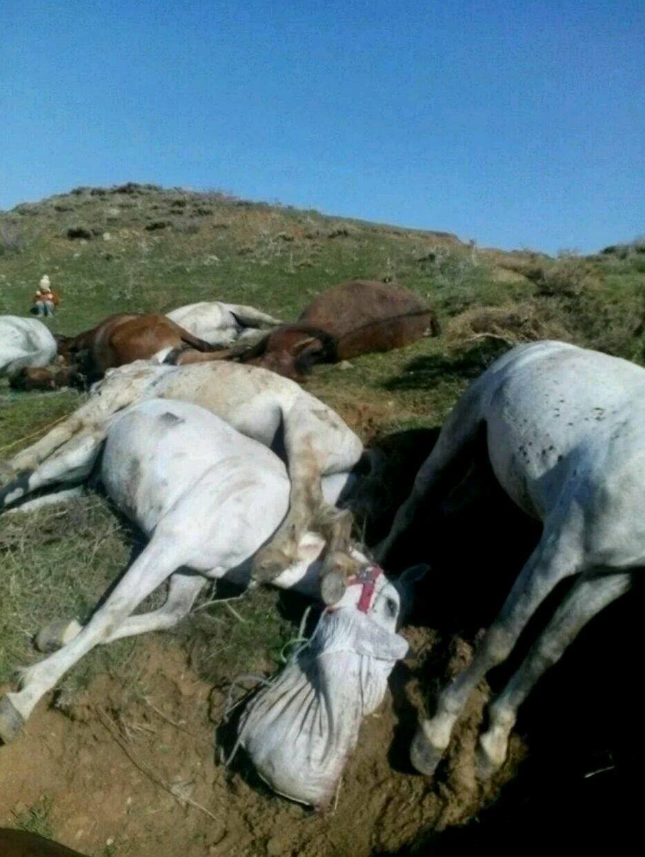 IRGC Slaughtered Kubars’ Horses in Oshnavieh
